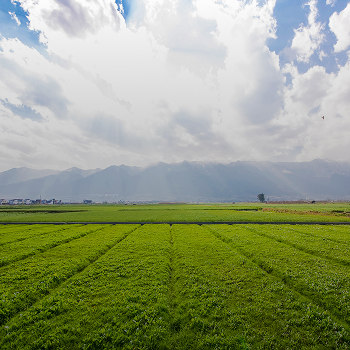 Agricultural Farmland