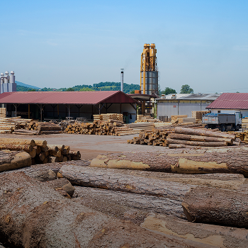 Pine Timber Plantations